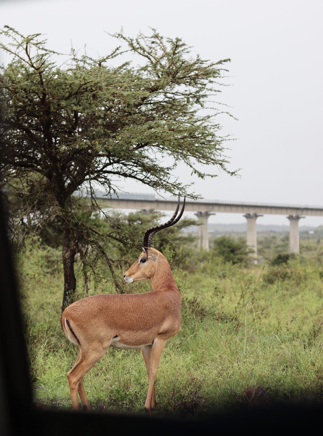 A male impala under an acacia tree with the SGR viaduct in the background