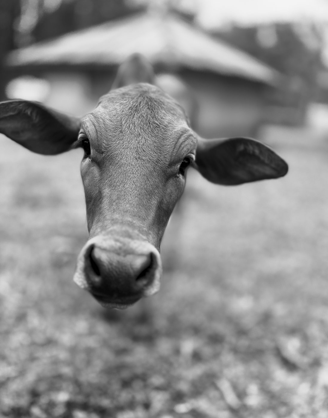 Close-up of a cow's face looking into the camera with a homestead behind, in black and white