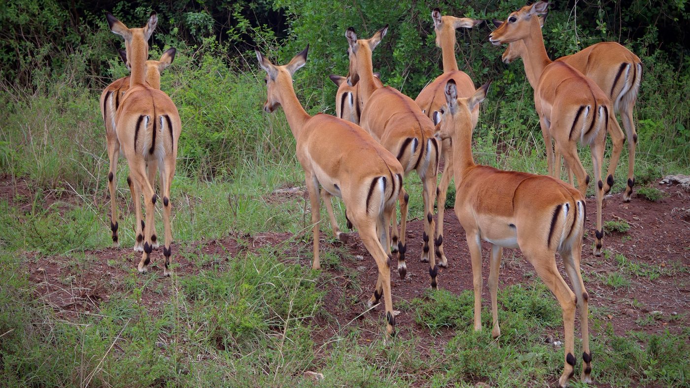 A herd of female impala standing alert on red earth in Nairobi National Park