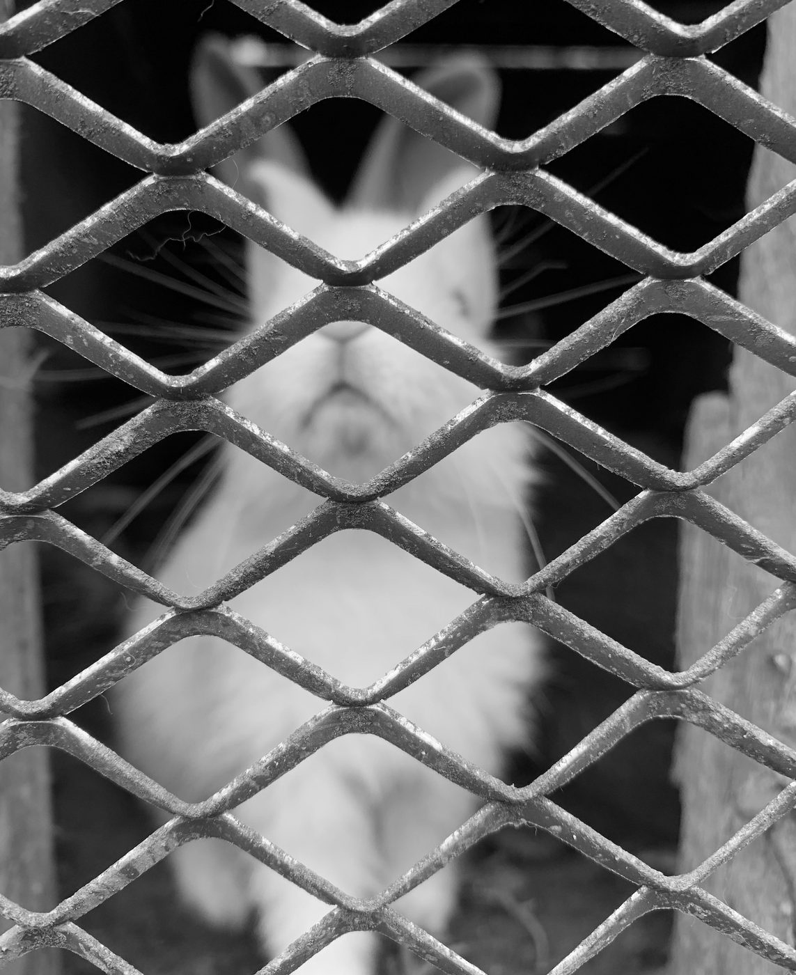 A fluffy white animal peering through a diamond-mesh fence, in black and white