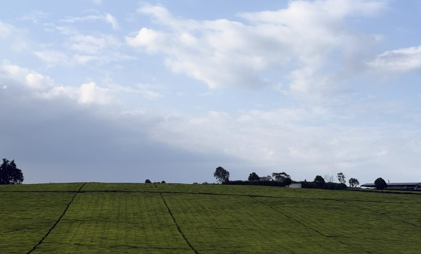 Rolling tea fields stretching to the horizon under a soft sky in Tigoni