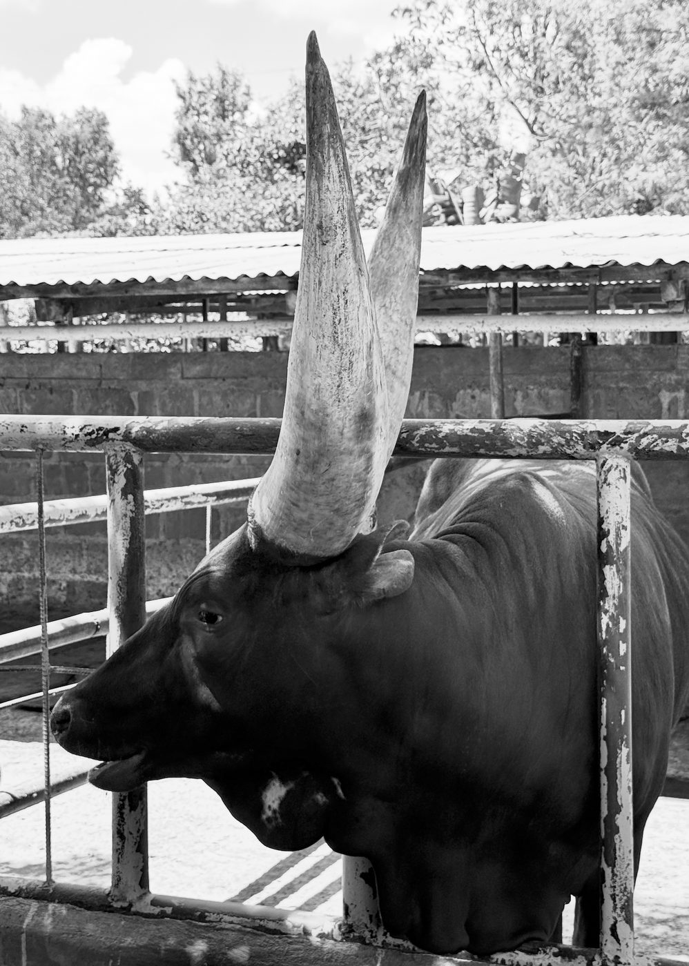 An Ankole bull with enormous curved horns standing at a pen, in black and white